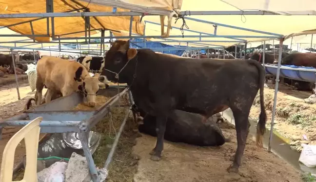 Buca Belediyesi Kurban Pazarlarında Denetim Yapıyor