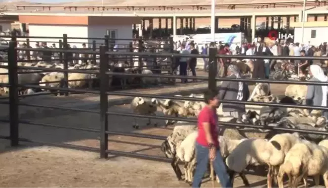 Şanlıurfa'da Kurban Pazarları Hareketlendi