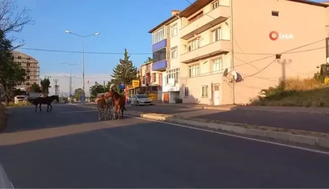 Kırklareli'nde Başıboş Atlar Trafiği Tehlikeye Soktu