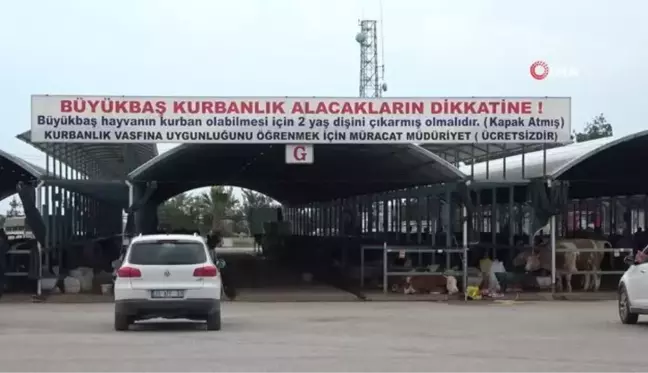 Vatandaşlar kurbanlık için son günü bekliyor