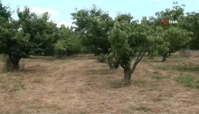 Antalya'da aşırı yağmur kirazı dalında bıraktı