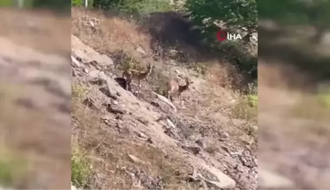 Elazığ'da nesli tükenme tehlikesi altında olan dağ keçileri görüntülendi