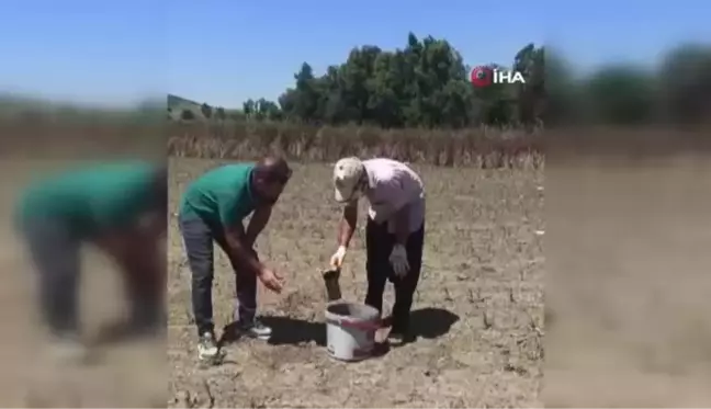 Hububat ekili alanlarda tarla faresi ile mücadele