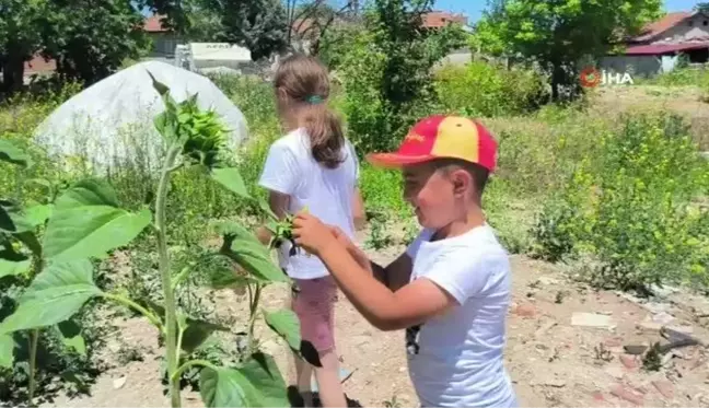 Yıkılan evlerinin enkazında yeşeren 'ayçiçekleri' ile nefes almaya çalışıyorlar