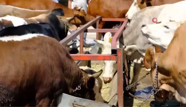 Erzincan'da Kurban Hareketliliği Hız Kazandı