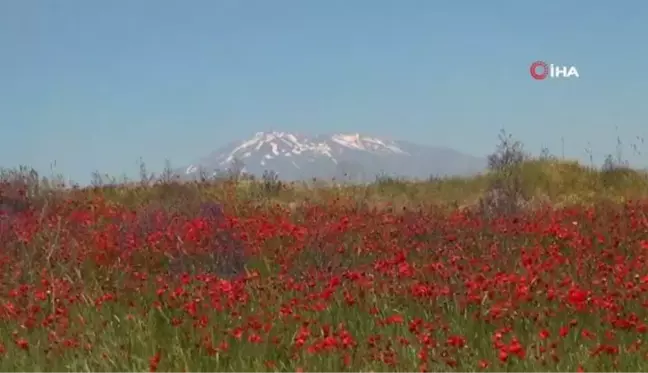 Gelincik çiçeklerinin Süphan Dağı ile oluşturduğu manzara hayran bırakıyor