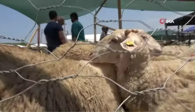 Yalova Kurban Pazarı'nda 'Şampiyon' hayvanlar alıcılarını bekliyor