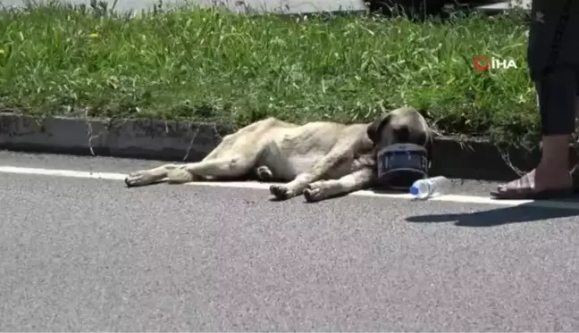 Yaralı köpek için seferber oldular