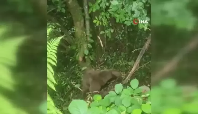 Arı kovanlarına ulaşmak isteyen ayı çelik tellere dolandı