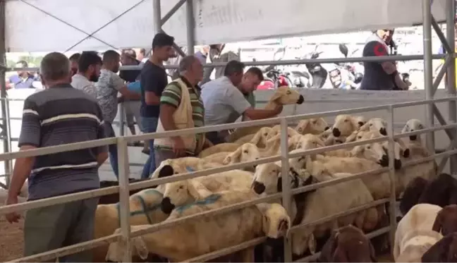 Kilis'te kurban pazarlarında arefe günü yoğunluğu