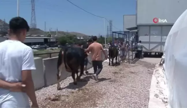 İzmir'de bayramın ilk günü hayvan pazarlarında yoğunluk