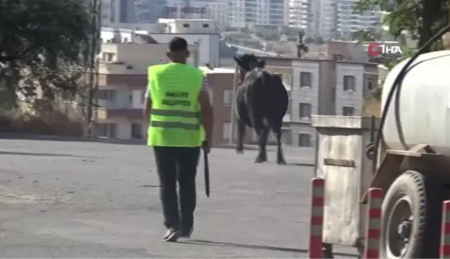 Şanlıurfa'da kaçan büyükbaş kurbanlık zor anlar yaşattı