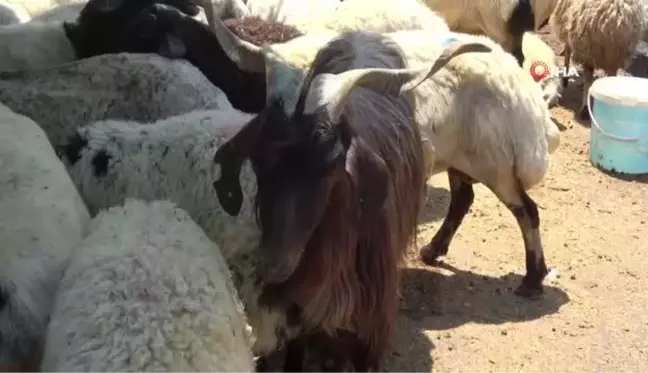 Kurbanlıkların çoğu satıldı, besicilerin yüzü güldü