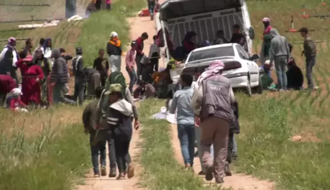 Mevsimlik Tarım İşçisi Çocuk ve Gençler Hayallerinden Uzakta, Tarlalarda Çalışıyor: 