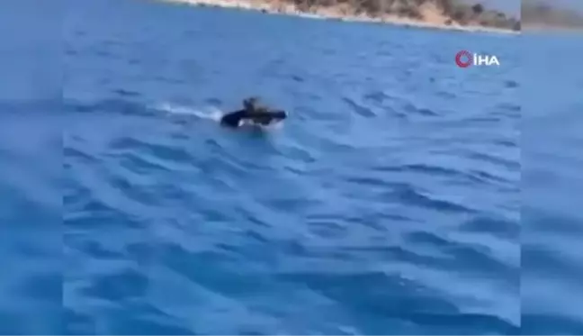 Bodrum açıklarında yüzen domuz tatilcileri şaşırttı