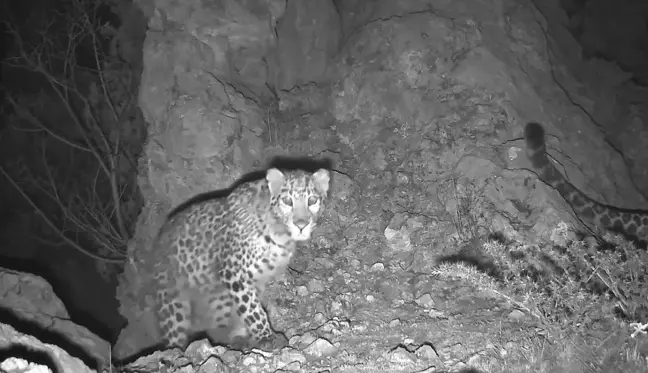 Çin'de Kızılötesi Kameralarla Kar Leoparları Görüntülendi