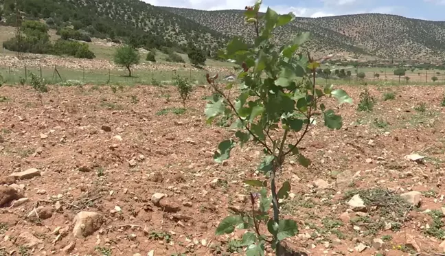 Antalya Büyükşehir Belediyesi Antep Fıstığı Fidanı Dağıtıyor