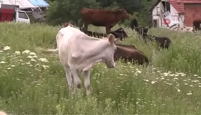 Bilecik'te kaybolan düvelerden ikincisi de bulundu