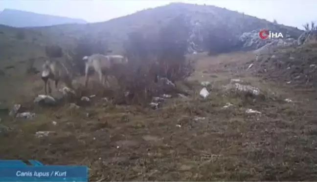 Sivas'ta yaban hayatı, fotokapanlara yansıdı