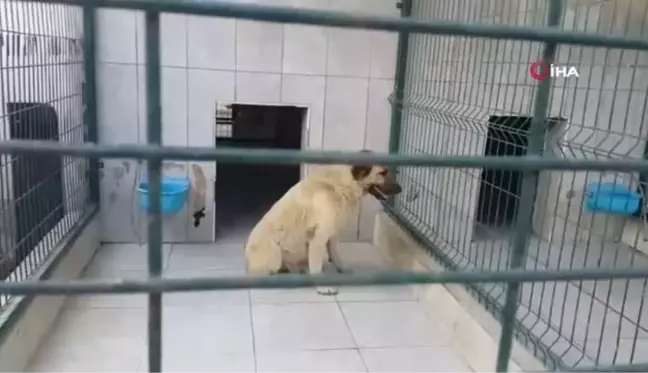 Bursa'da köpeğin saldırdığı çocuk yaralandı