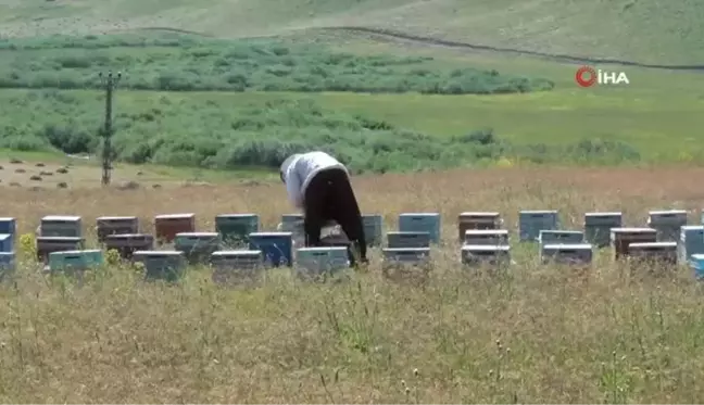 Faraşin ve Avaspi Yaylaları 40 bin arılı kovana ev sahipliği yapacak