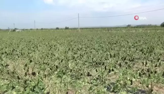 Manisa'yı dolu vurdu, tarım arazileri zarar gördü