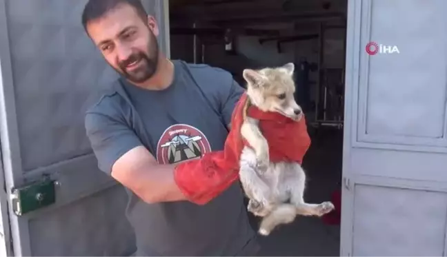 Tilki, bakımını yapan doğa koruma görevlilerinden ayrılmak istemedi