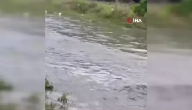 Alibey Barajı'na akan derede korkutan görüntü: Onlar balık telef olarak kıyıya vurdu