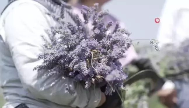 Altınova Belediyesi Tıbbi Aromatik Bitkiler Bahçesi'nde Hasat Sezonu Başladı