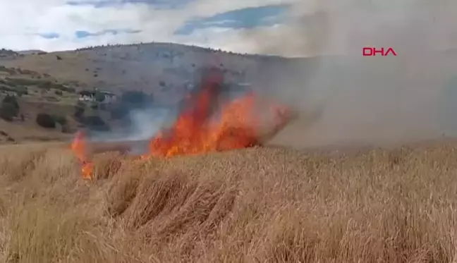 Tunceli'de Tarlada Çıkan Yangında 10 Dönüm Ekili Buğday Yandı