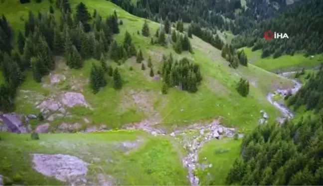 Nadir görülen beyaz boz ayı ve yavruları Artvin'de drone kamerasına yansıdı