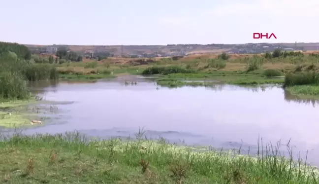 Dicle Nehri'ndeki Çöpler Hevsel Bahçeleri'ni Tehdit Ediyor