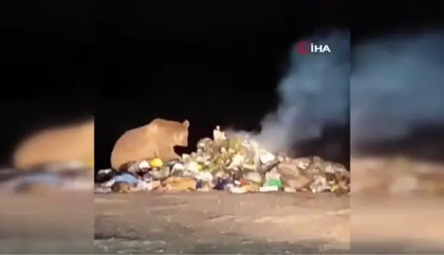 Yiyecek arayan boz ayı böyle görüntülendi