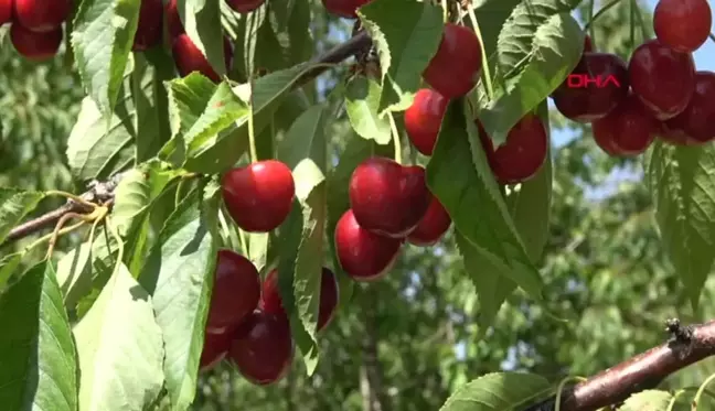 Sultandağı'nda Kiraz Hasadı Sürüyor