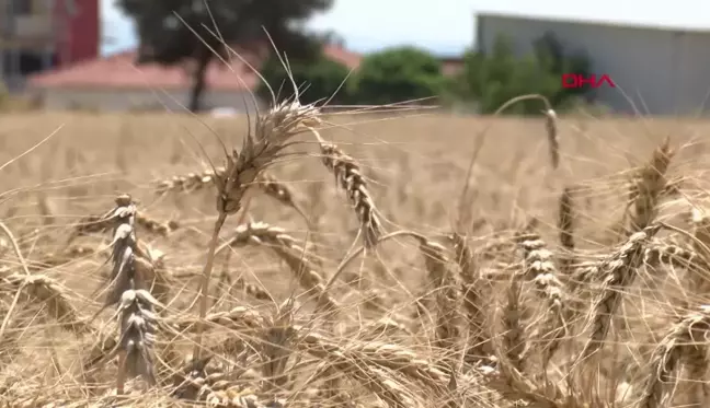 İZMİR İÇİN 'BOTANİK TURİZM ROTASI OLUŞTURMA' ÖNERİSİ