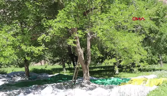 Erzurum'un Olur ilçesinde pestil üretimi başladı