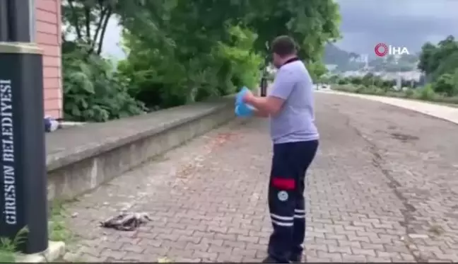 Yaralı martının imdadına belediye ekipleri yetişti