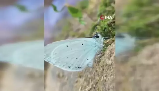 Endemik tür mavi kelebekler görüntülendi