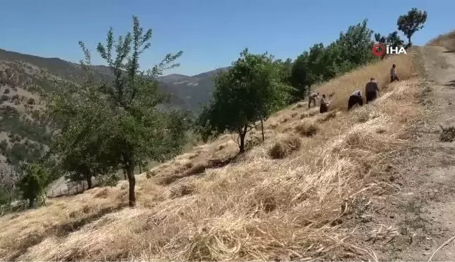 Bin rakımda bereket dualı geleneksel hasat