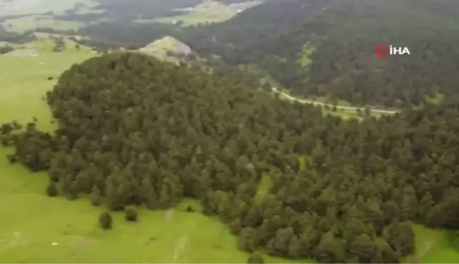 Amasya yaylaları İsviçre Alplerini aratmıyor