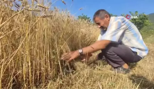 Keman Resitali ile Buğday Hasadı