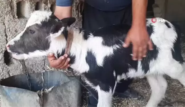 Siyah beyaz doğan manda yavrusu köylüleri şaşırttı