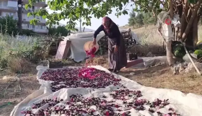 Deve gülü ekmek kapısı oldu