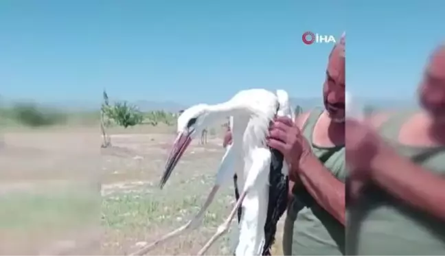 Yaralı leylek koruma altına alındı