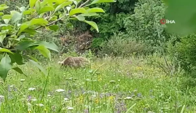 Otlarla beslenen bozayı böyle görüntülendi