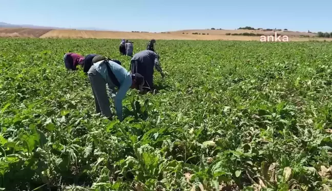 Yozgat'a mevsimlik tarım işçileri az geldi