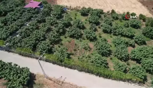 Tescilli Abbas İncirinde Hasat Başladı