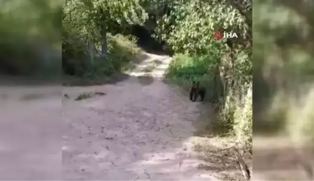 Bolu'da bahçesine ayı giren köylülerin güldüren diyaloğu cep telefonu kamerasına yansıdı