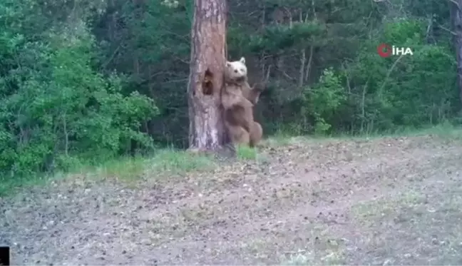 Kars'ta boz ayıların ormanda kaşınma dansı fotokapanda