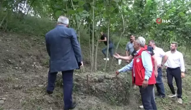 Samsun'da fındık bahçelerinde rehabilitasyon çalışmaları yürütülüyor